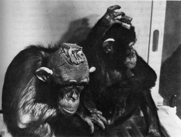Monkey in which neuroscientist Jose Delgado implanted electrode arrays. IMAGE: Physical Control of the Mind by Jose Delgado.